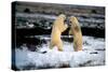 Polar Bear Brawl II-Howard Ruby-Stretched Canvas