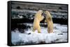 Polar Bear Brawl II-Howard Ruby-Framed Stretched Canvas