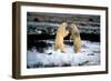 Polar Bear Brawl II-Howard Ruby-Framed Photographic Print