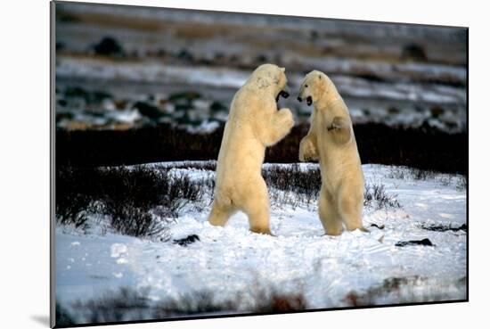 Polar Bear Brawl II-Howard Ruby-Mounted Photographic Print