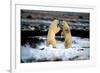 Polar Bear Brawl II-Howard Ruby-Framed Photographic Print