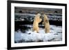 Polar Bear Brawl II-Howard Ruby-Framed Photographic Print