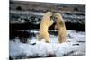 Polar Bear Brawl II-Howard Ruby-Mounted Photographic Print