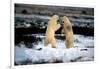 Polar Bear Brawl II-Howard Ruby-Framed Photographic Print