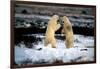 Polar Bear Brawl II-Howard Ruby-Framed Photographic Print