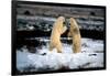 Polar Bear Brawl II-Howard Ruby-Framed Photographic Print