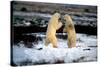 Polar Bear Brawl II-Howard Ruby-Stretched Canvas