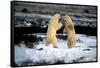 Polar Bear Brawl II-Howard Ruby-Framed Stretched Canvas