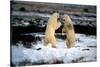 Polar Bear Brawl II-Howard Ruby-Stretched Canvas