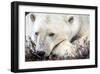 Polar Bear, Canada I-Art Wolfe-Framed Giclee Print