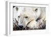 Polar Bear, Canada I-Art Wolfe-Framed Giclee Print