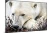 Polar Bear, Canada I-Art Wolfe-Mounted Giclee Print