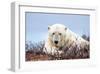 Polar Bear, Canada II-Art Wolfe-Framed Giclee Print