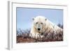 Polar Bear, Canada II-Art Wolfe-Framed Giclee Print