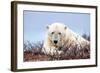 Polar Bear, Canada II-Art Wolfe-Framed Giclee Print