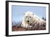 Polar Bear, Canada II-Art Wolfe-Framed Giclee Print