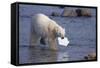 Polar Bear Carrying Styrofoam in Mouth-DLILLC-Framed Stretched Canvas