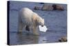 Polar Bear Carrying Styrofoam in Mouth-DLILLC-Stretched Canvas