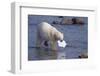 Polar Bear Carrying Styrofoam in Mouth-DLILLC-Framed Photographic Print