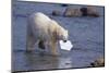 Polar Bear Carrying Styrofoam in Mouth-DLILLC-Mounted Photographic Print