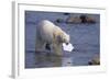 Polar Bear Carrying Styrofoam in Mouth-DLILLC-Framed Photographic Print