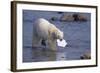 Polar Bear Carrying Styrofoam in Mouth-DLILLC-Framed Photographic Print