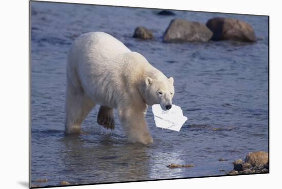 Polar Bear Carrying Styrofoam in Mouth-DLILLC-Mounted Photographic Print