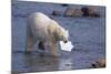 Polar Bear Carrying Styrofoam in Mouth-DLILLC-Mounted Photographic Print