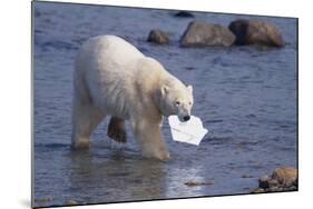 Polar Bear Carrying Styrofoam in Mouth-DLILLC-Mounted Photographic Print