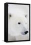 Polar Bear, Churchill, Mb Canada-Richard ans Susan Day-Framed Stretched Canvas