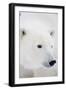 Polar Bear, Churchill, Mb Canada-Richard ans Susan Day-Framed Photographic Print