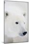 Polar Bear, Churchill, Mb Canada-Richard ans Susan Day-Mounted Photographic Print