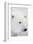 Polar Bear, Churchill, Mb Canada-Richard ans Susan Day-Framed Photographic Print