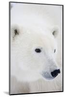 Polar Bear, Churchill, Mb Canada-Richard ans Susan Day-Mounted Photographic Print