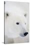 Polar Bear, Churchill, Mb Canada-Richard ans Susan Day-Stretched Canvas