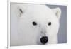 Polar Bear, Churchill, Mb-Richard ans Susan Day-Framed Photographic Print