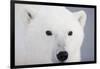 Polar Bear, Churchill, Mb-Richard ans Susan Day-Framed Photographic Print