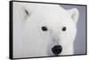 Polar Bear, Churchill, Mb-Richard ans Susan Day-Framed Stretched Canvas