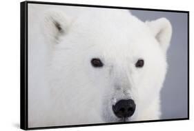 Polar Bear, Churchill, Mb-Richard ans Susan Day-Framed Stretched Canvas