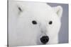 Polar Bear, Churchill, Mb-Richard ans Susan Day-Stretched Canvas