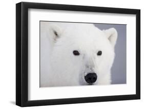 Polar Bear, Churchill, Mb-Richard ans Susan Day-Framed Photographic Print