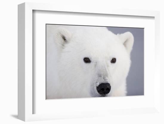 Polar Bear, Churchill, Mb-Richard ans Susan Day-Framed Photographic Print