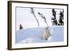 Polar Bear Cub 3 Months (Ursus Maritimus) Playing In The Front Of The Day Den In March-Eric Baccega-Framed Photographic Print