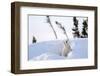 Polar Bear Cub 3 Months (Ursus Maritimus) Playing In The Front Of The Day Den In March-Eric Baccega-Framed Photographic Print