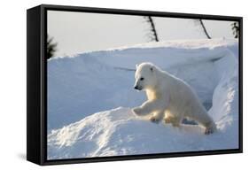 Polar Bear Cub 3 Months (Ursus Maritimus) Playing In The Front Of The Day Den In March-Eric Baccega-Framed Stretched Canvas