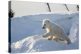 Polar Bear Cub 3 Months (Ursus Maritimus) Playing In The Front Of The Day Den In March-Eric Baccega-Stretched Canvas