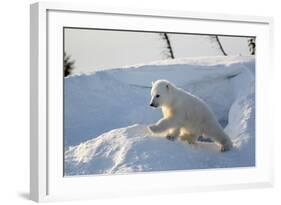 Polar Bear Cub 3 Months (Ursus Maritimus) Playing In The Front Of The Day Den In March-Eric Baccega-Framed Photographic Print