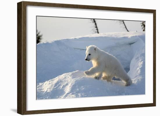 Polar Bear Cub 3 Months (Ursus Maritimus) Playing In The Front Of The Day Den In March-Eric Baccega-Framed Photographic Print