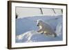 Polar Bear Cub 3 Months (Ursus Maritimus) Playing In The Front Of The Day Den In March-Eric Baccega-Framed Photographic Print