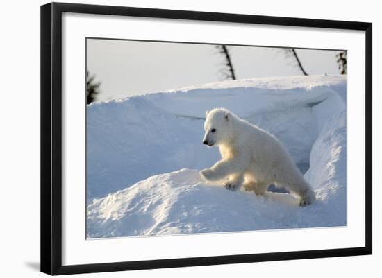 Polar Bear Cub 3 Months (Ursus Maritimus) Playing In The Front Of The Day Den In March-Eric Baccega-Framed Photographic Print